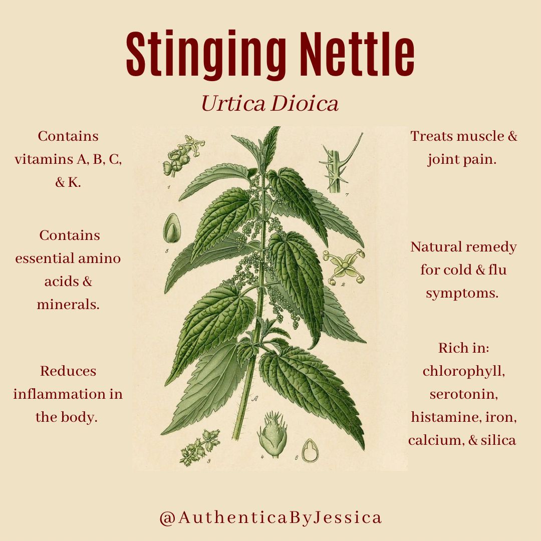 Stinging Nettle (Urtica Dioica)